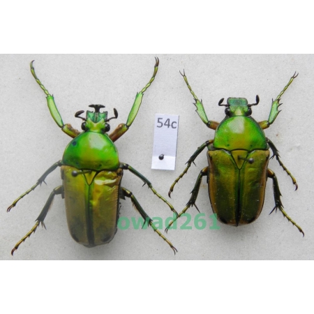 Coelorrhina aurata Westwood, 1841 pair Cameroon54c